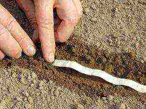 carrots planting and care in the open field on the tape