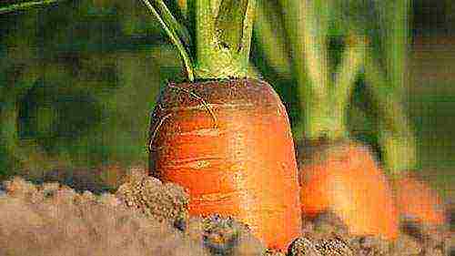 carrots planting and care in the open field feeding with ash