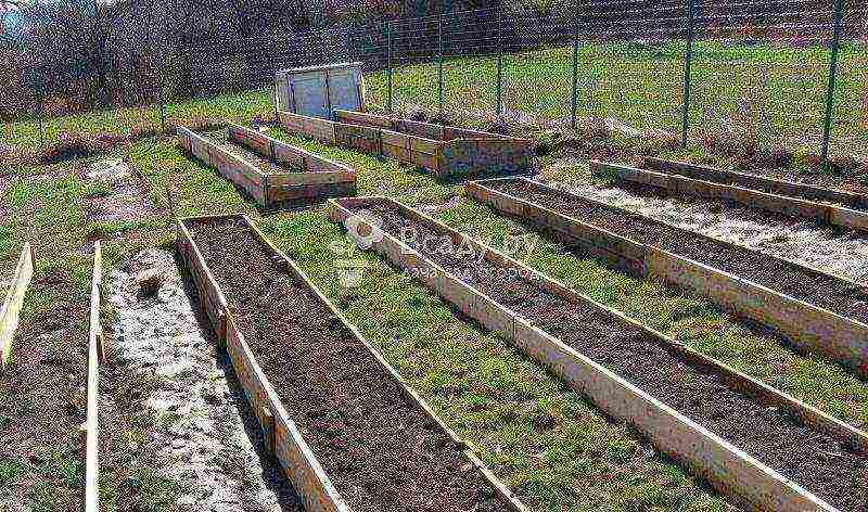 carrots planting and care in the open field feeding with ash