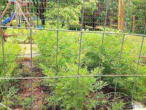 carrots planting and care in the open field feeding with ash