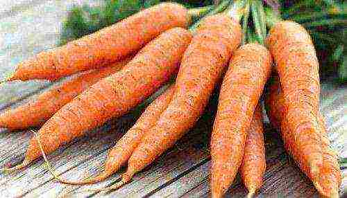 carrots planting and care in the open field feeding with ash