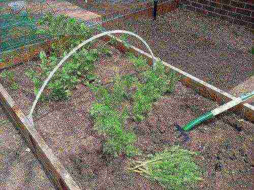 carrots planting and care in the open field feeding with ash