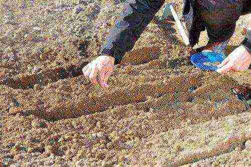 carrots planting and care in the open field feeding with ash