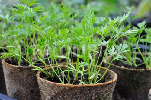 carrots planting and care in the open field feeding with ash