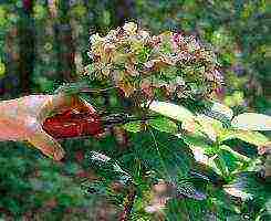 is it possible to grow a large-leaved garden hydrangea at home