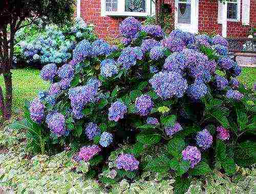 posible bang palaguin ang isang may malawak na hydrangea na hardin sa bahay