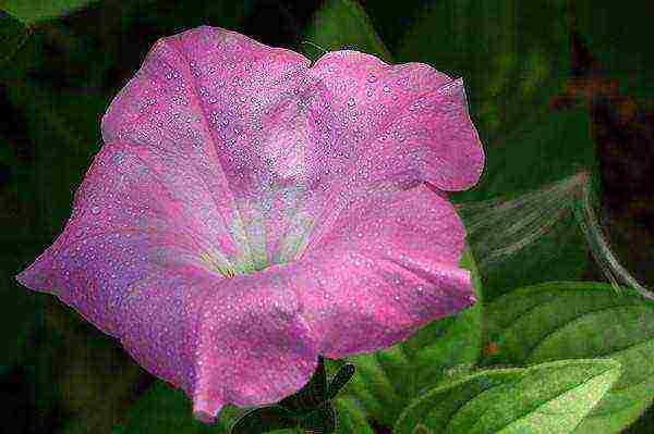 Maaari bang itanim ang petunia sa bahay bilang isang houseplant