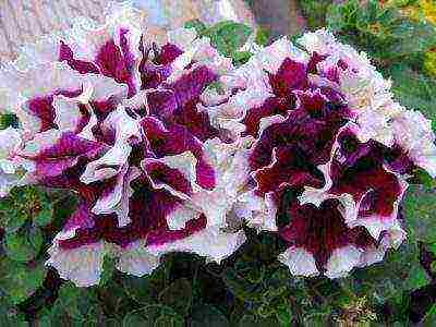 can petunia be grown at home as a houseplant