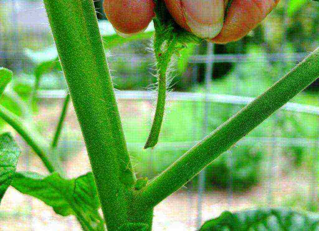 can greenhouse tomatoes be grown outdoors