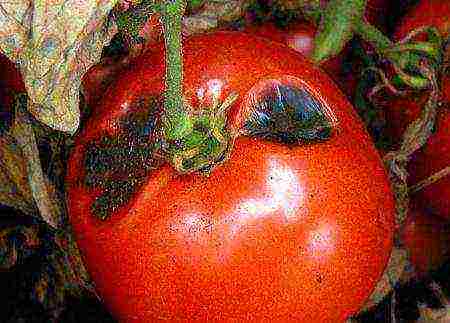 can greenhouse tomatoes be grown outdoors