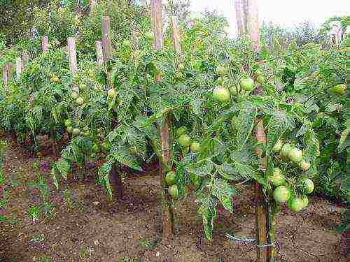 can greenhouse tomatoes be grown outdoors