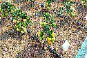 maaari bang lumago ang mga kamatis sa greenhouse sa labas ng bahay