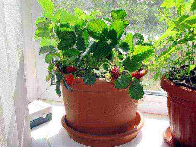 is it possible to grow strawberries at home in