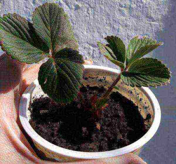 is it possible to grow strawberries at home in