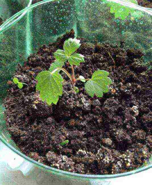 is it possible to grow strawberries at home in