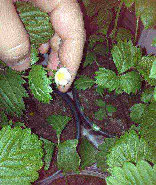 is it possible to grow strawberries at home in