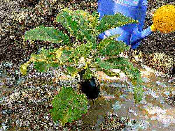 posible bang palaguin ang mga eggplants at kamatis sa parehong greenhouse