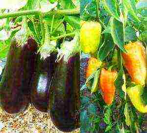 posible bang palaguin ang mga eggplants at kamatis sa parehong greenhouse