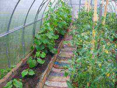 is it possible to grow cucumbers with tomatoes in the same greenhouse