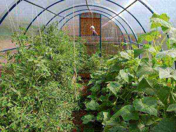 is it possible to grow cucumbers with tomatoes in the same greenhouse