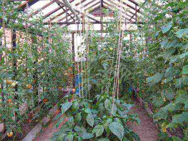 is it possible to grow cucumbers with tomatoes in the same greenhouse