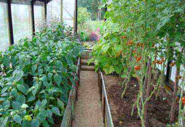 is it possible to grow cucumbers with tomatoes in the same greenhouse