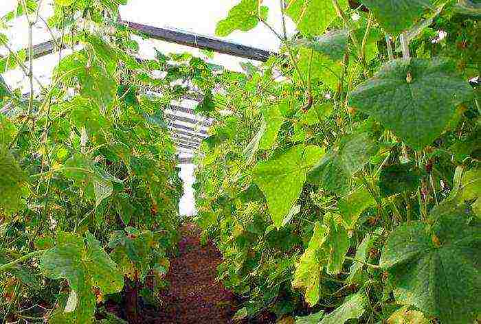 is it possible to grow cucumbers with tomatoes in the same greenhouse