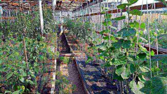 is it possible to grow cucumbers with tomatoes in the same greenhouse