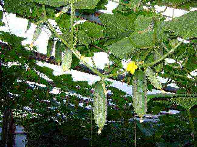 is it possible to grow cucumbers with tomatoes in the same greenhouse