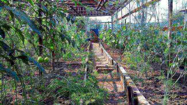 is it possible to grow cucumbers with tomatoes in the same greenhouse