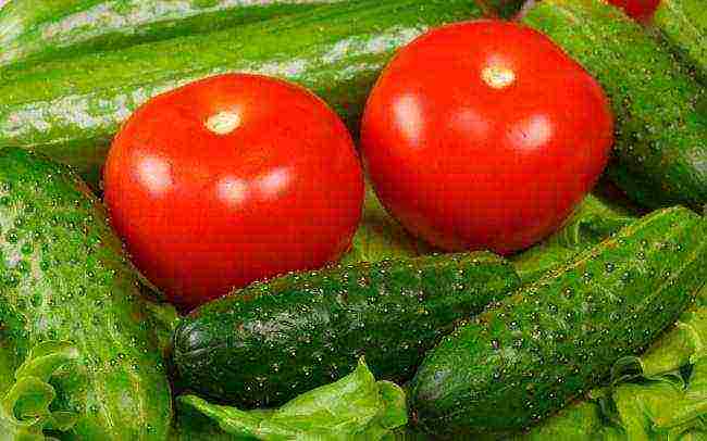 is it possible to grow cucumbers with tomatoes in the same greenhouse