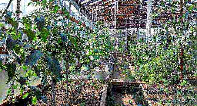 posible bang palaguin ang mga pipino na may mga kamatis sa parehong greenhouse