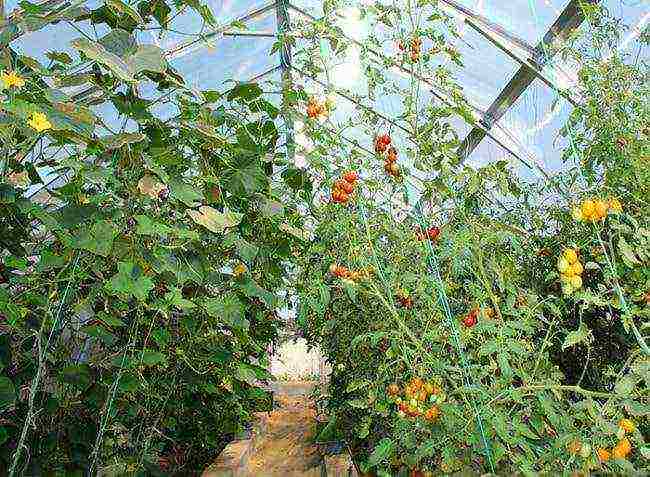 is it possible to grow cucumbers with tomatoes in the same greenhouse