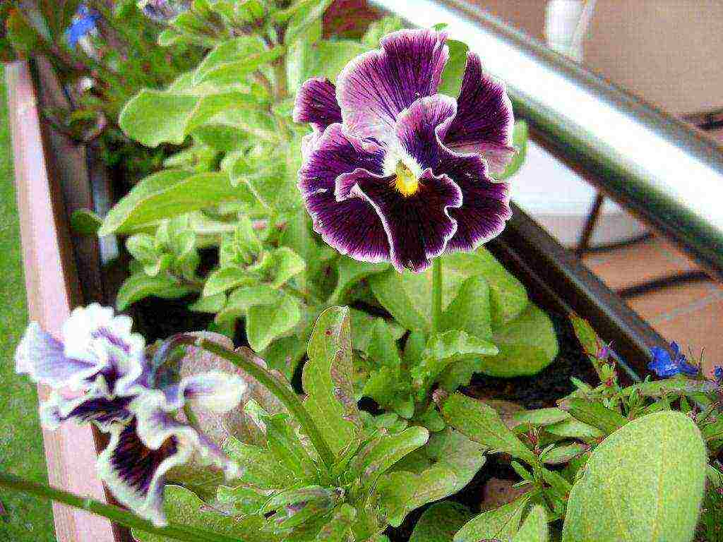 is it possible to grow pansies at home on the windowsill