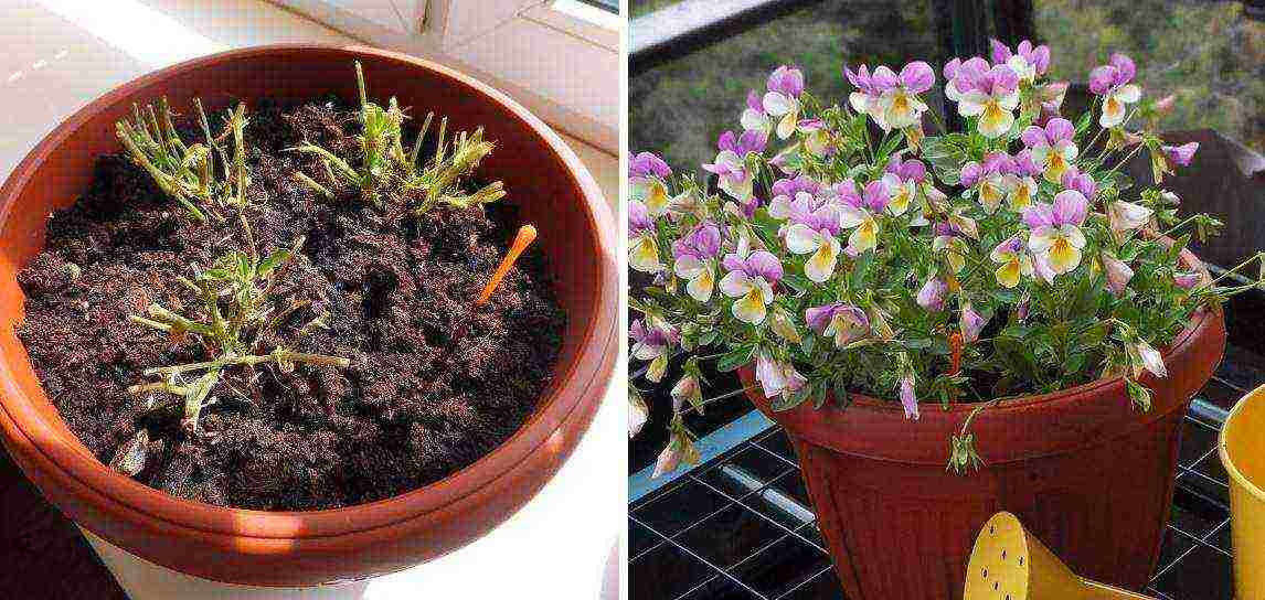 is it possible to grow pansies at home on the windowsill