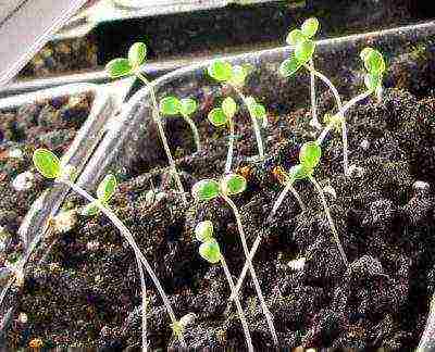 posible bang palaguin ang pansies sa bahay sa windowsill