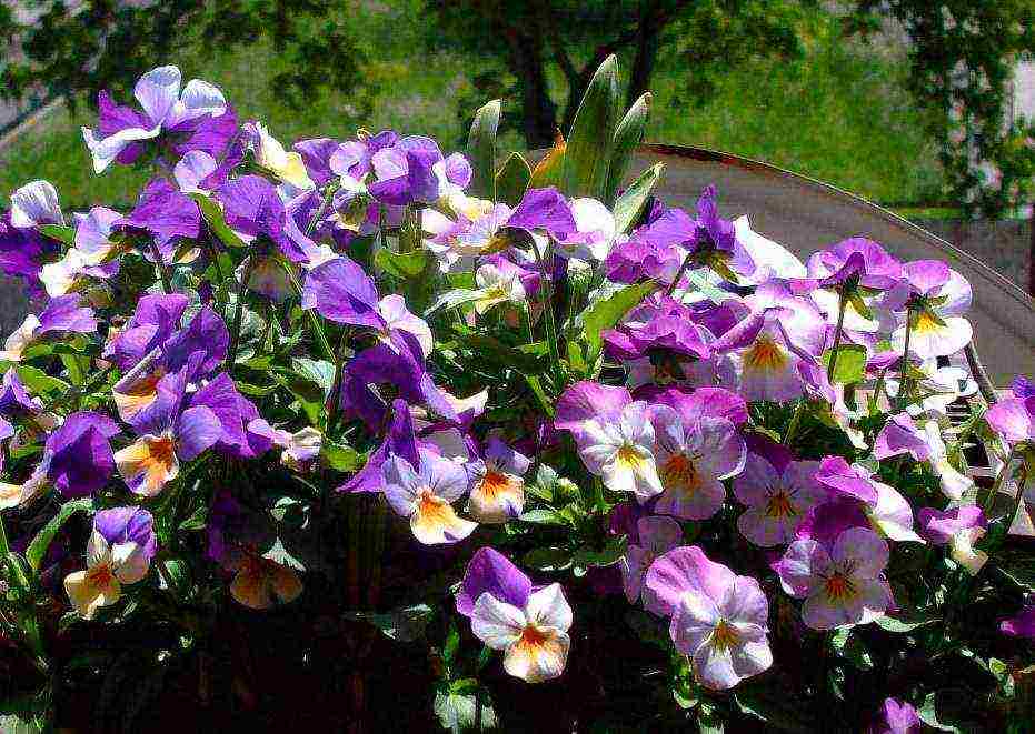 is it possible to grow pansies at home on the windowsill