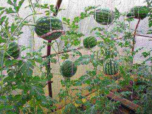 posible bang palaguin ang mga pakwan sa isang greenhouse kasama ang mga pipino