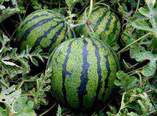 is it possible to grow watermelons in a greenhouse along with cucumbers