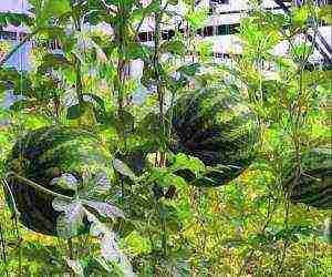 is it possible to grow watermelons in a greenhouse along with cucumbers