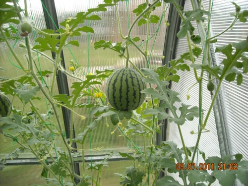 posible bang palaguin ang mga pakwan sa isang greenhouse kasama ang mga pipino