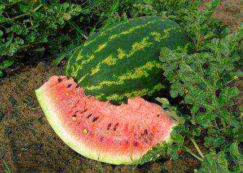 is it possible to grow watermelons in a greenhouse with tomatoes