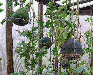 is it possible to grow watermelons in a greenhouse with tomatoes