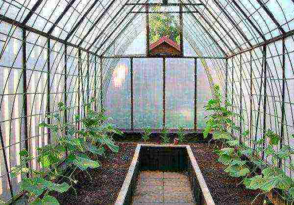 is it possible to grow eggplants and cucumbers in the same greenhouse