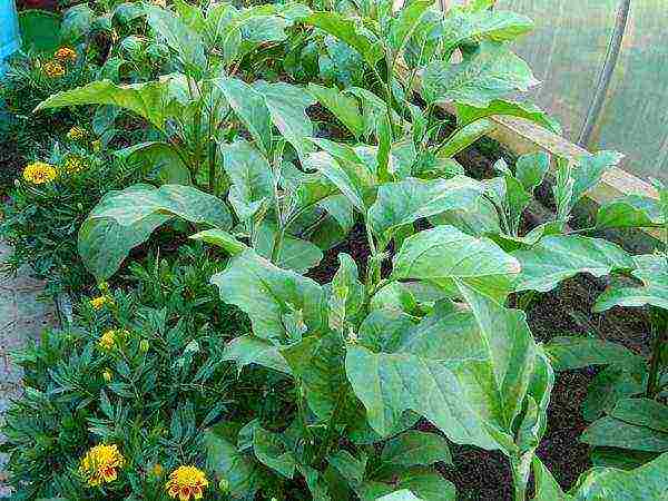 is it possible to grow eggplants and cucumbers in the same greenhouse