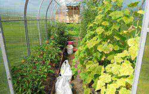 is it possible to grow eggplants and cucumbers in the same greenhouse