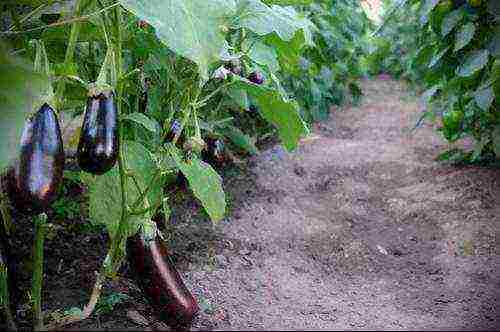 is it possible to grow eggplants and cucumbers in the same greenhouse