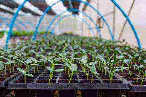 is it possible to grow eggplants and cucumbers in the same greenhouse