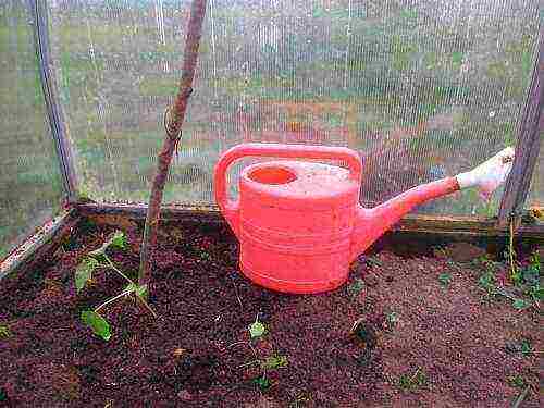 posible bang palaguin ang mga eggplants at kamatis sa parehong greenhouse