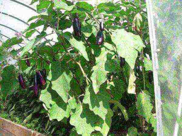 is it possible to grow eggplants and tomatoes in the same greenhouse